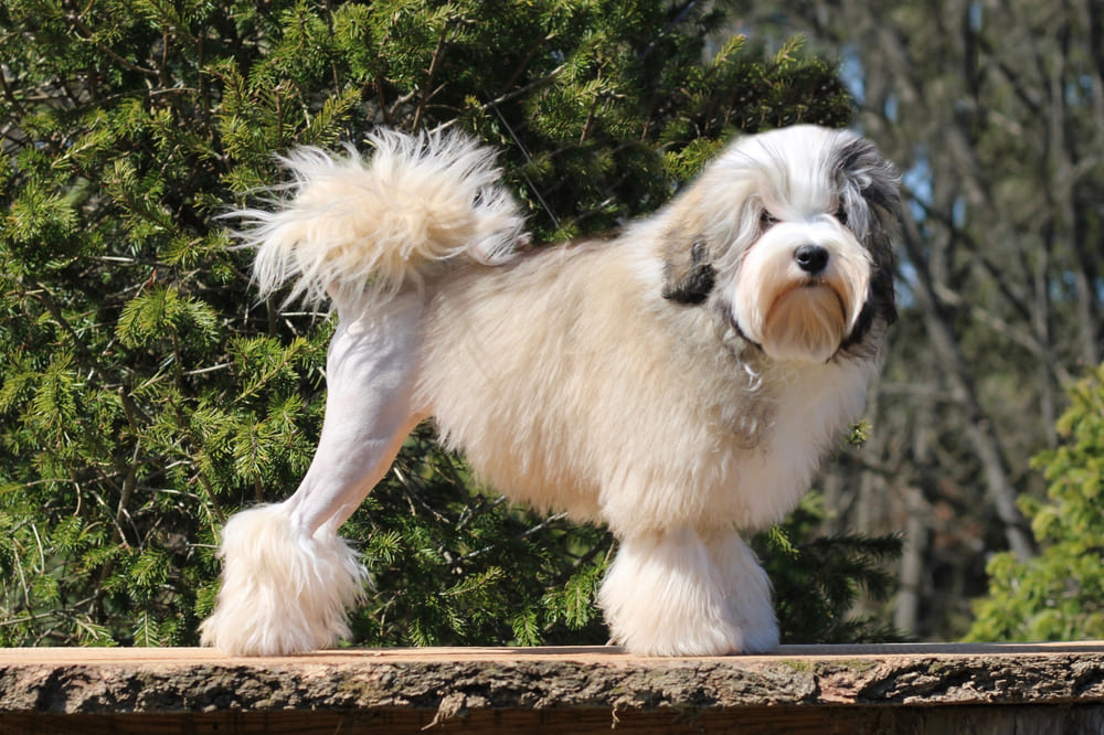 Собака с гривой как у льва