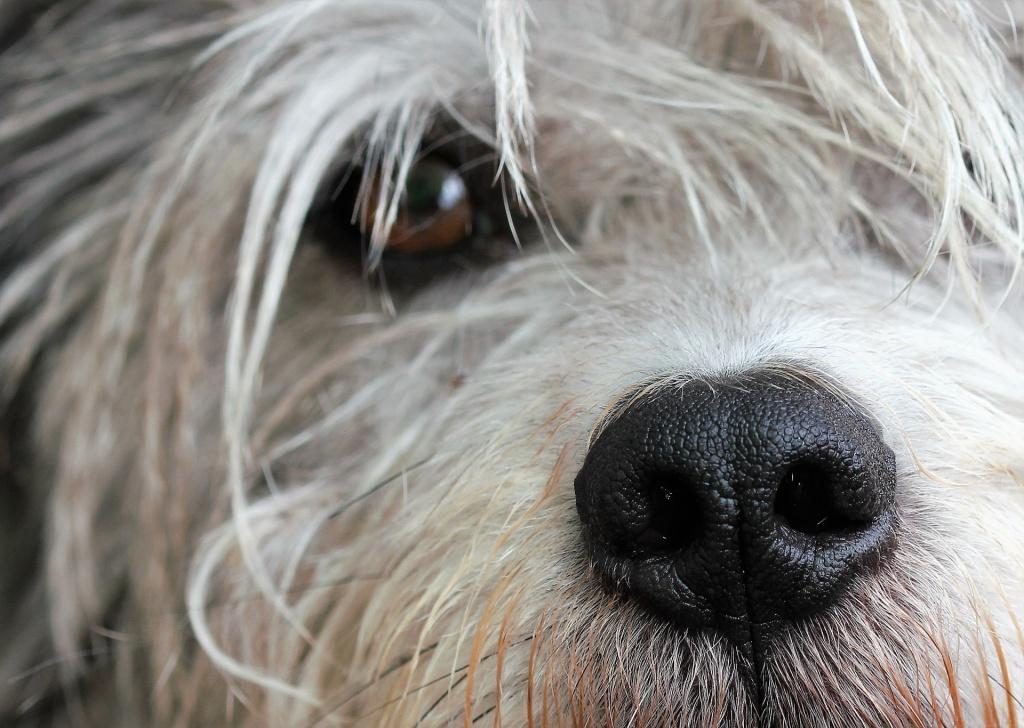 Почему у собаки мутные глаза: возможные офтальмологические заболевания
