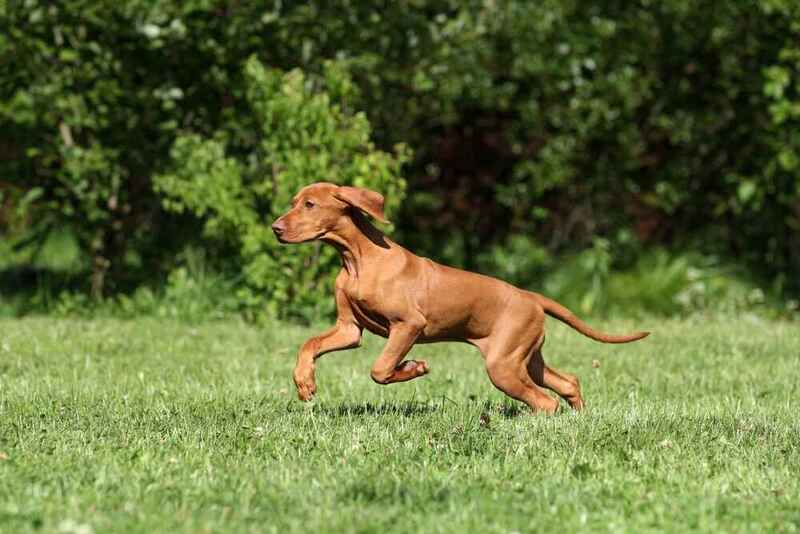 Взрослеющая венгерская выжла