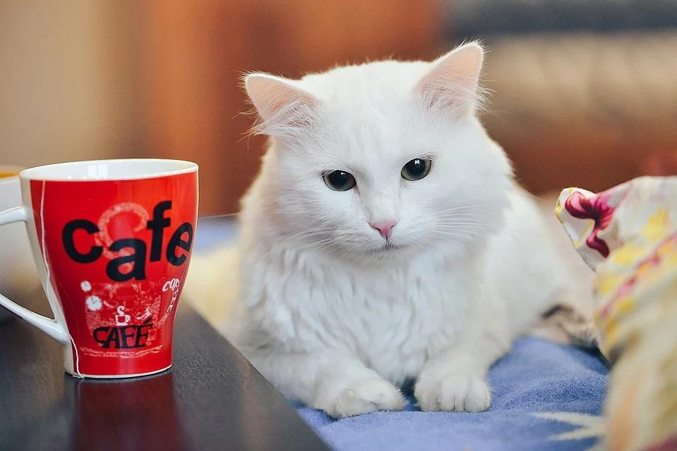 Можно ли кошкам молоко: вредно ли молоко и кисломолочные продукты взрослым  кошкам и котятам