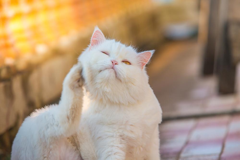 Почему кошка чешется до крови: 8 вероятных причин