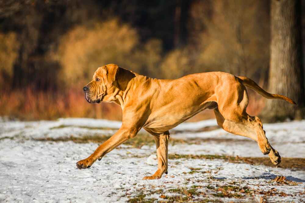 Бразильский мастиф идет по снегу