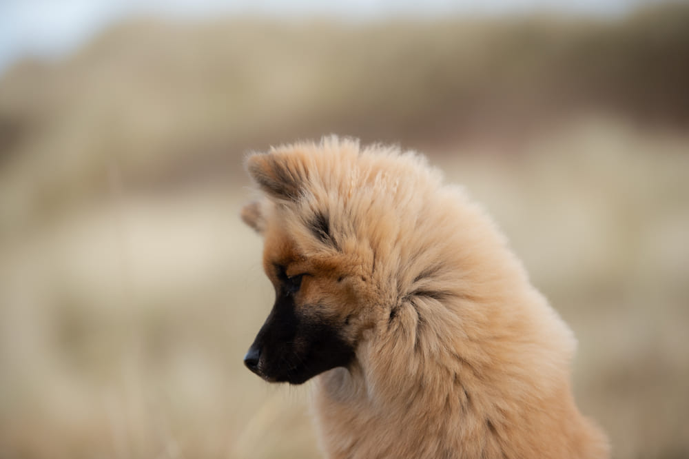 Это красивый евразиер