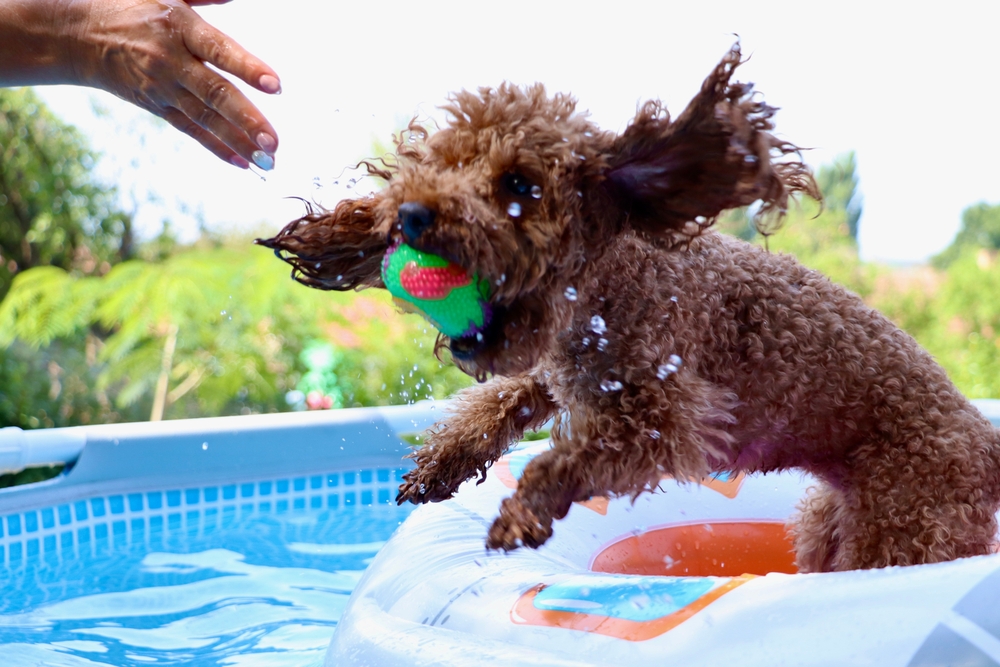 Коричневый пудель играет в воде