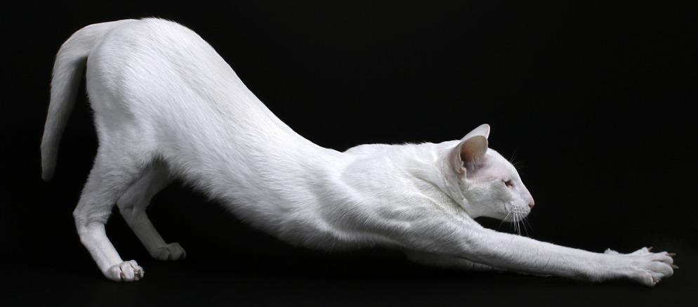 Породы кошек с самыми длинными лапами