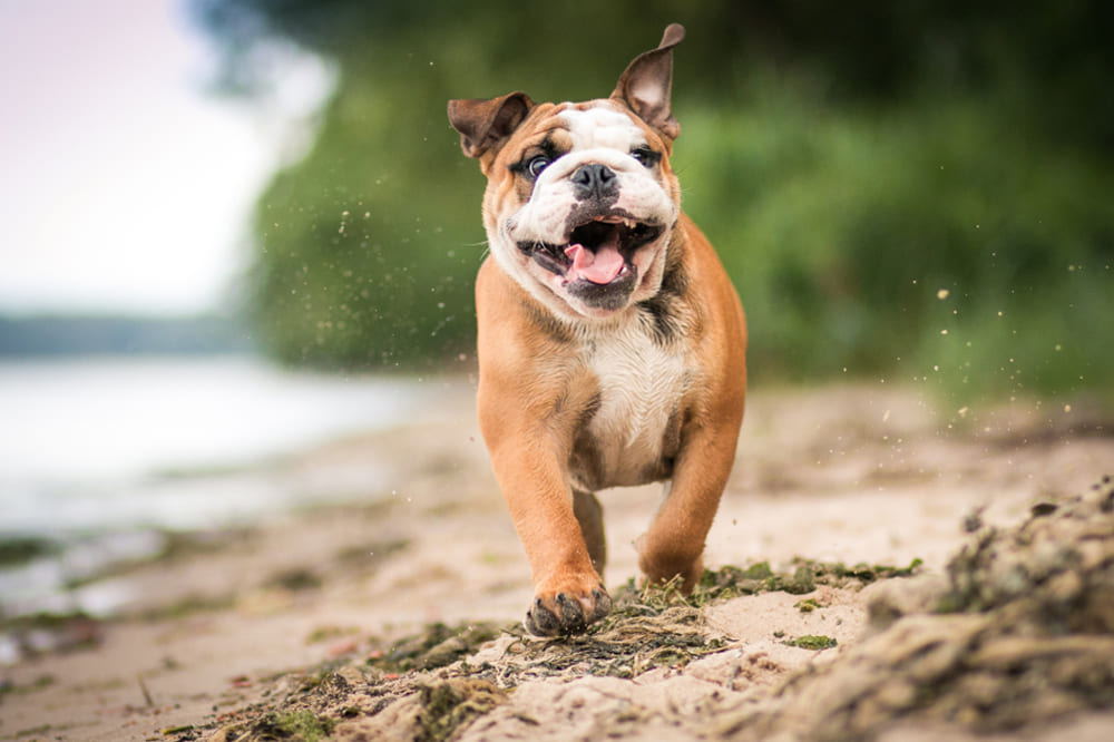 Английский бульдог бежит по пляжу