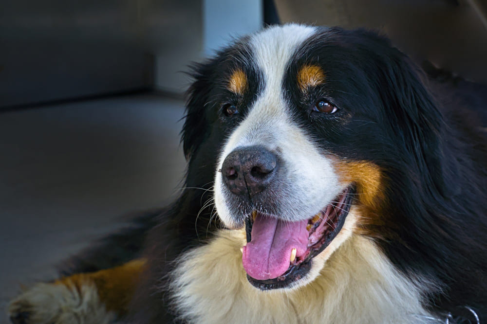 Морда бернского зенненхунда