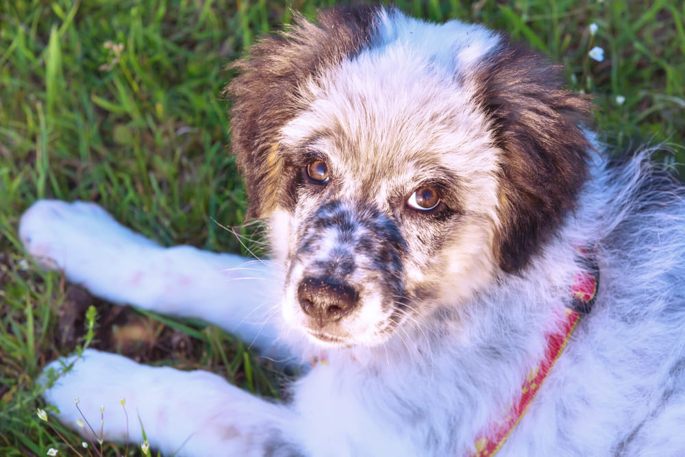 Милый щенок болгарской овчарки смотрит в камеру