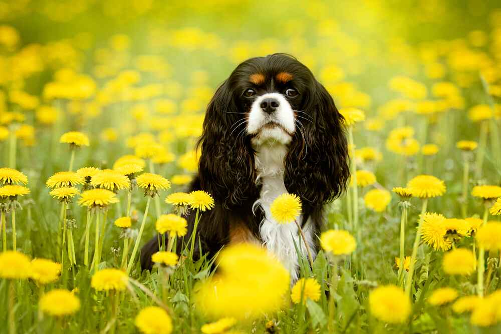 Кавалер-кинг-чарльз-спаниель в поле цветов