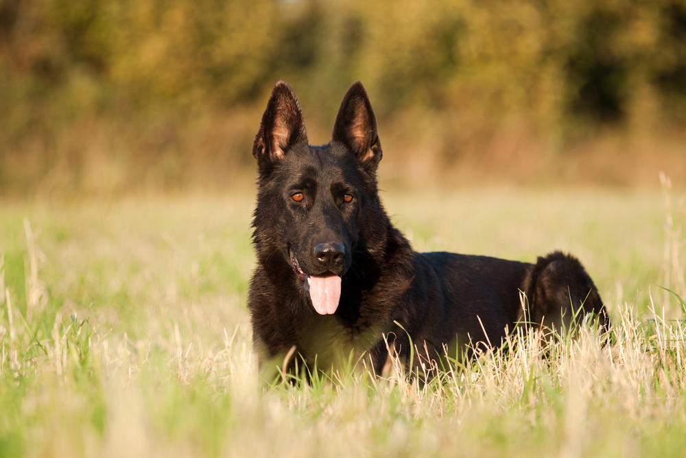 Черная немецкая овчарка отдыхает