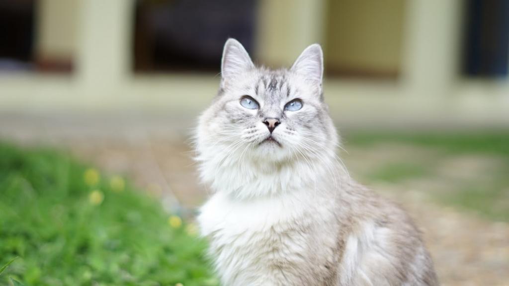Пиометра у кошки: методы лечения, симптомы и прогнозы 