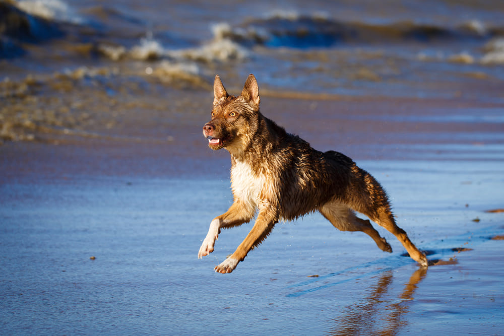 Австралийская овчарка келпи
