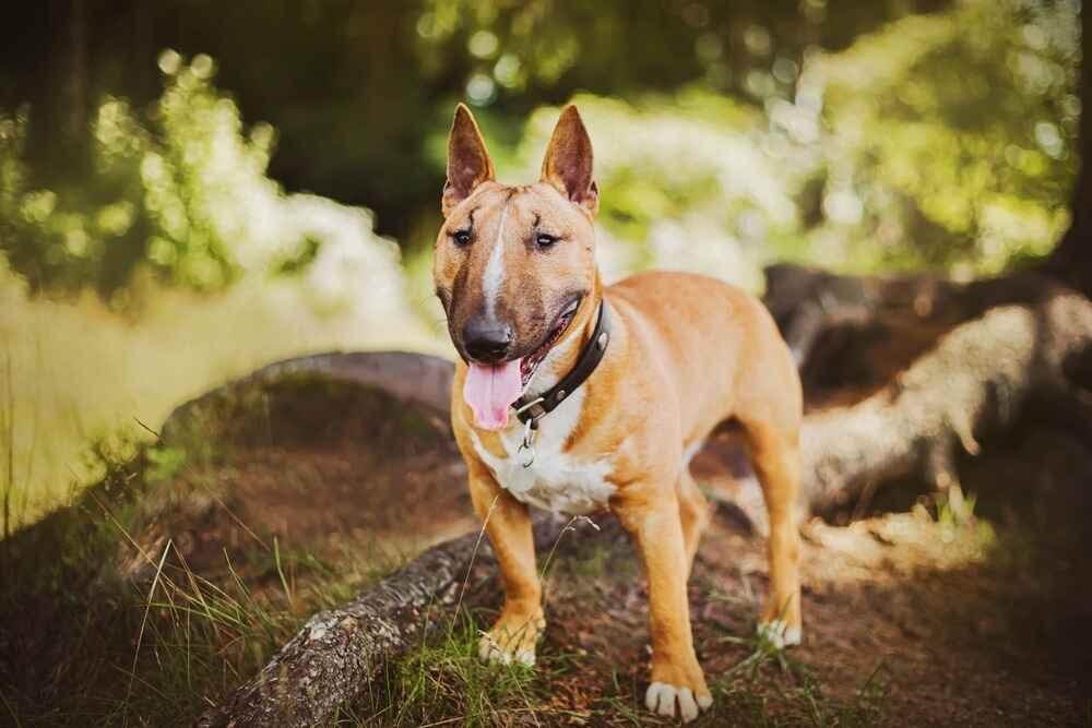 Мини-бультерьер на прогулке