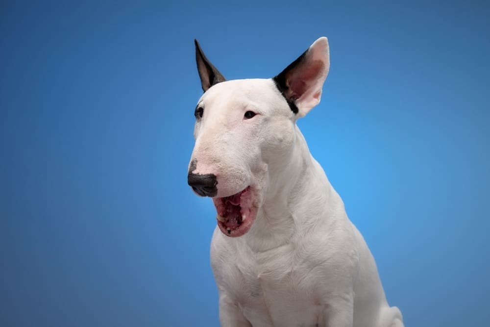 Бультерьер на синем фоне