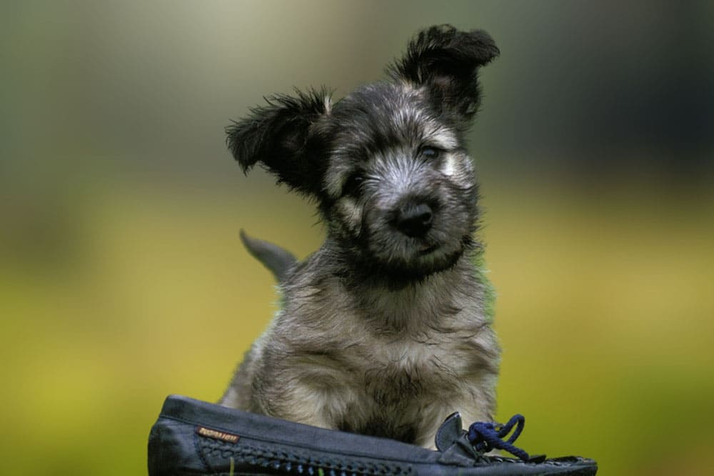 Шотландский скайтерьер