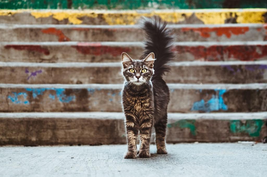 Сколько живут коты и кошки: продолжительность жизни в домашних условиях и  на улице, средний возраст породистых и обычных кошек, как добиться  долголетия животного