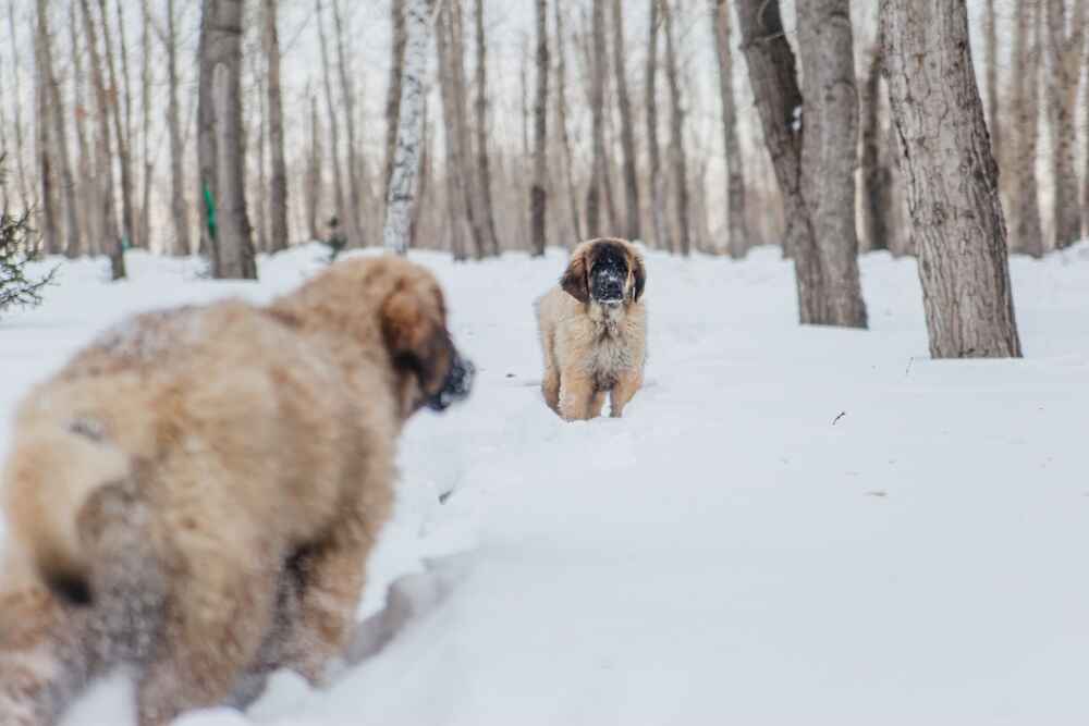 Леон бергер