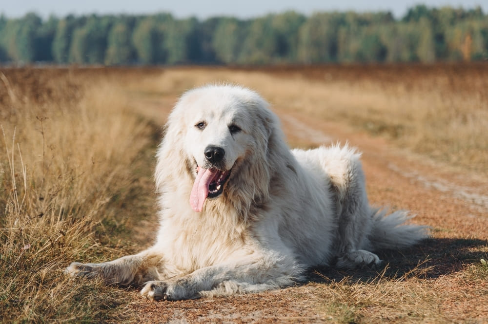 Пиренейская собака отдыхает