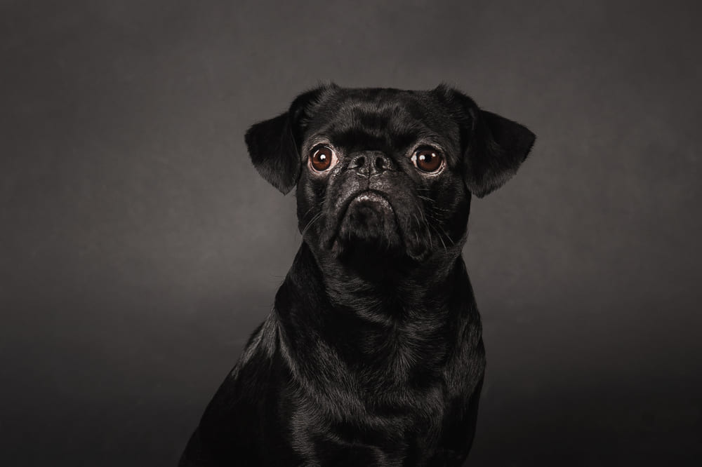 Пти-брабансон смотрит вверх