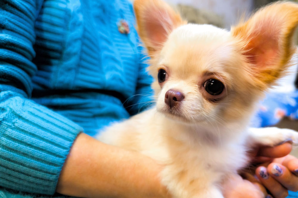 Милый щенок чихуахуа на руках