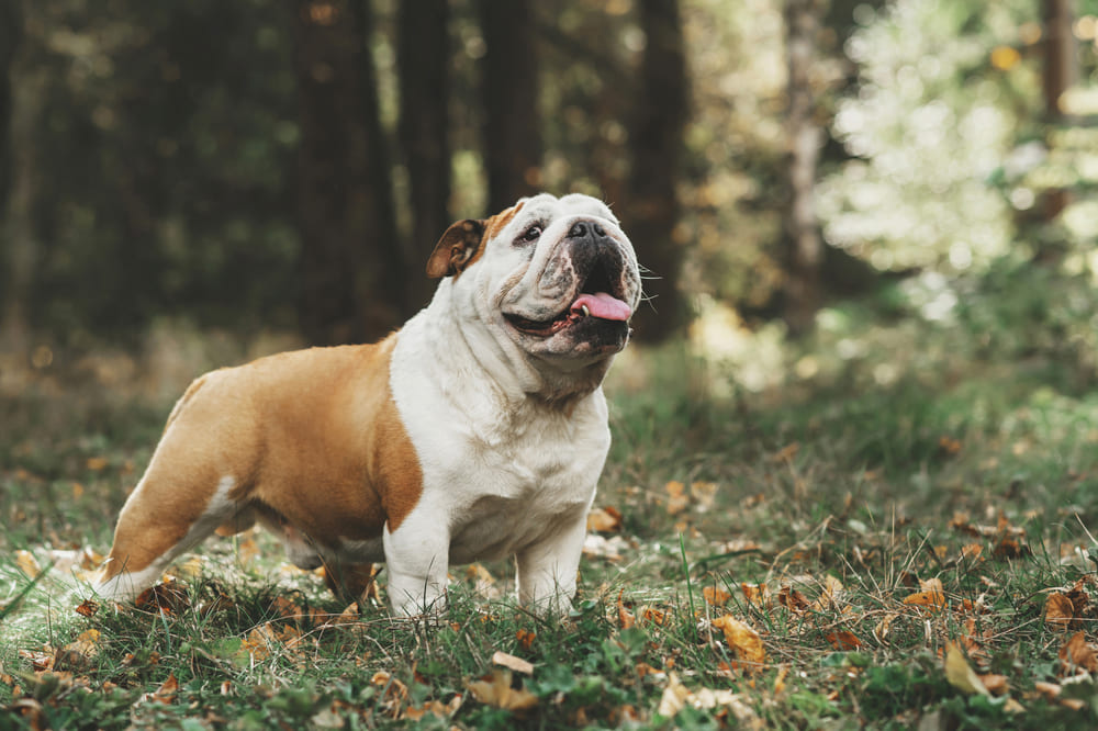 Это порода английский бульдог