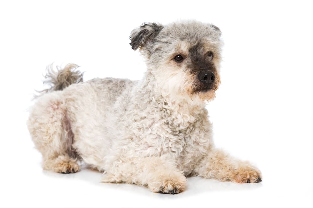 Порода собак пуми