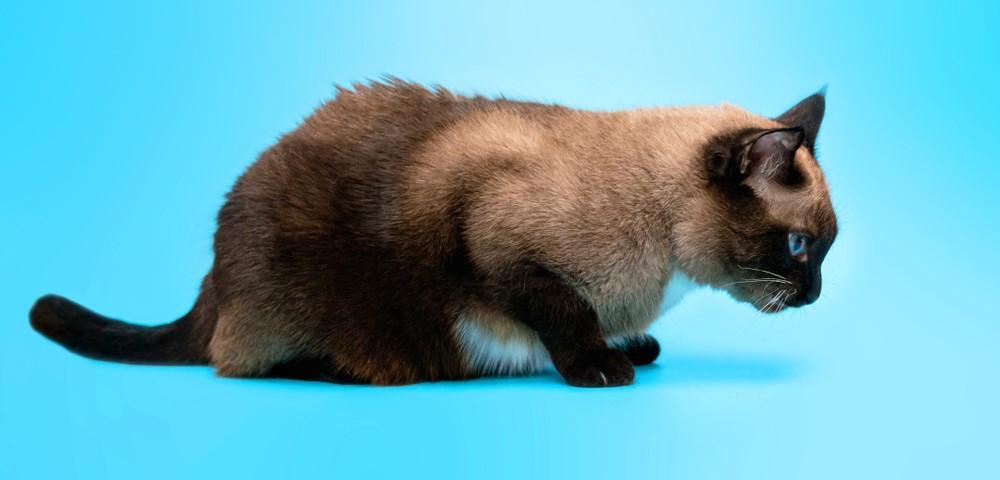 Кошку вырвало шерстью: причины, опасность трихобезоаров, как устранить  рвоту шерстью