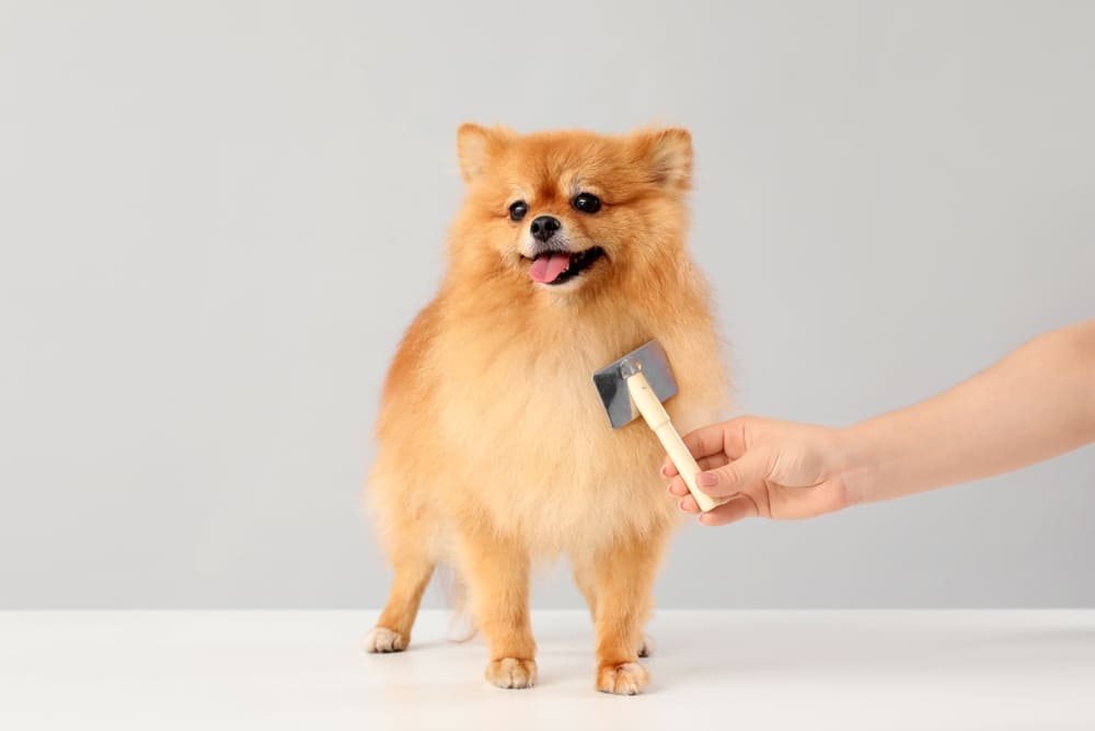 Померанского шпица вычесывают