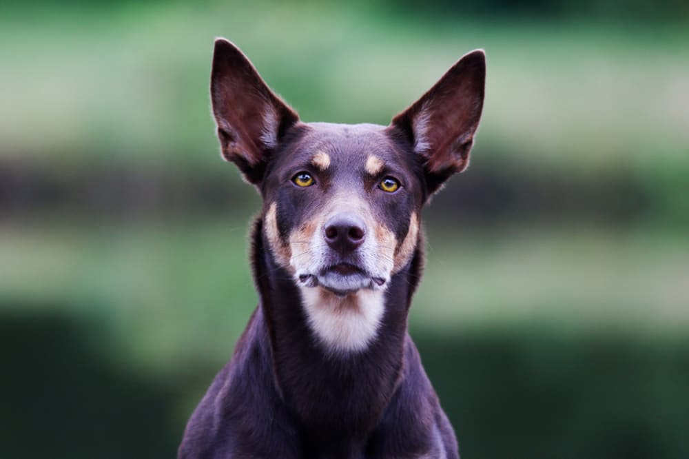 Австралийский келпи с умным взглядом