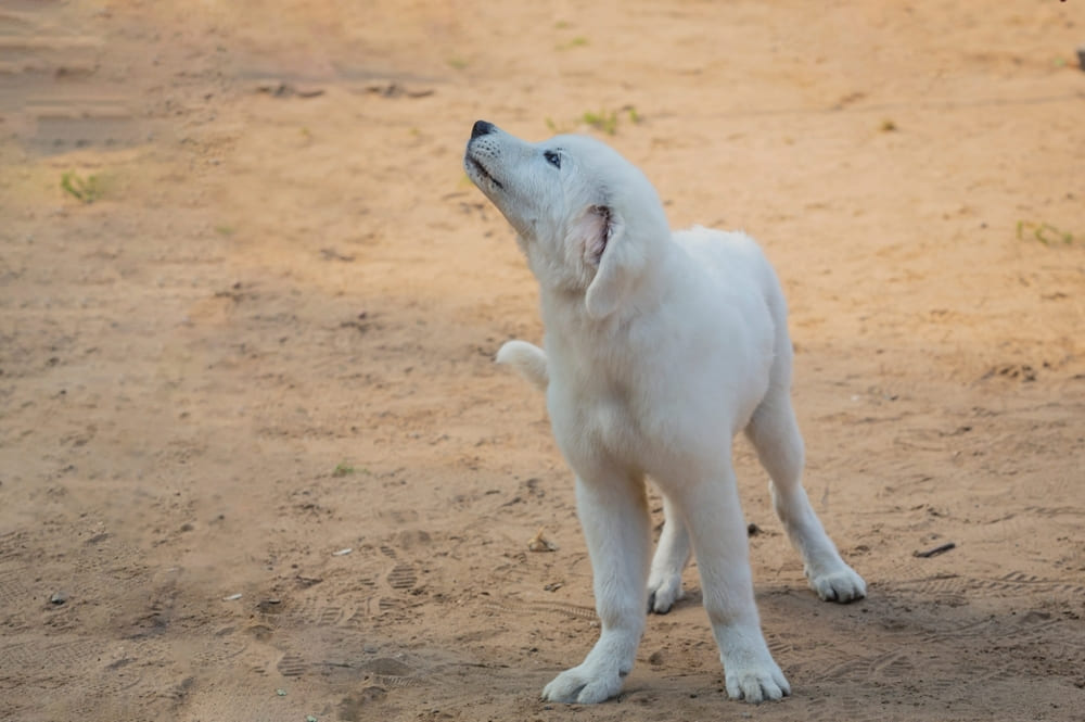 Это мареммо-абруццкая овчарка