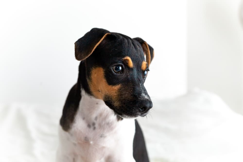 Трехцветный бразильский терьер