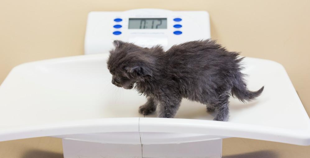 Вес котенка по месяцам: сколько должен весить котенок в разном возрасте