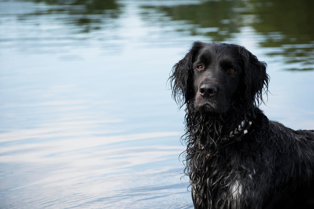 Мюнстерлендер с мокрой шерстью