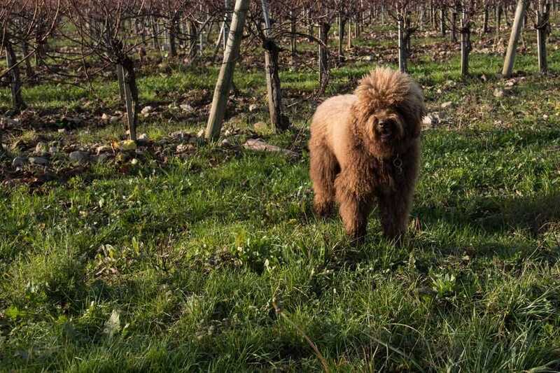 Барбет в саду