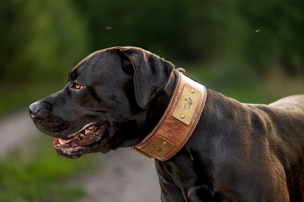 Канарская порода собак