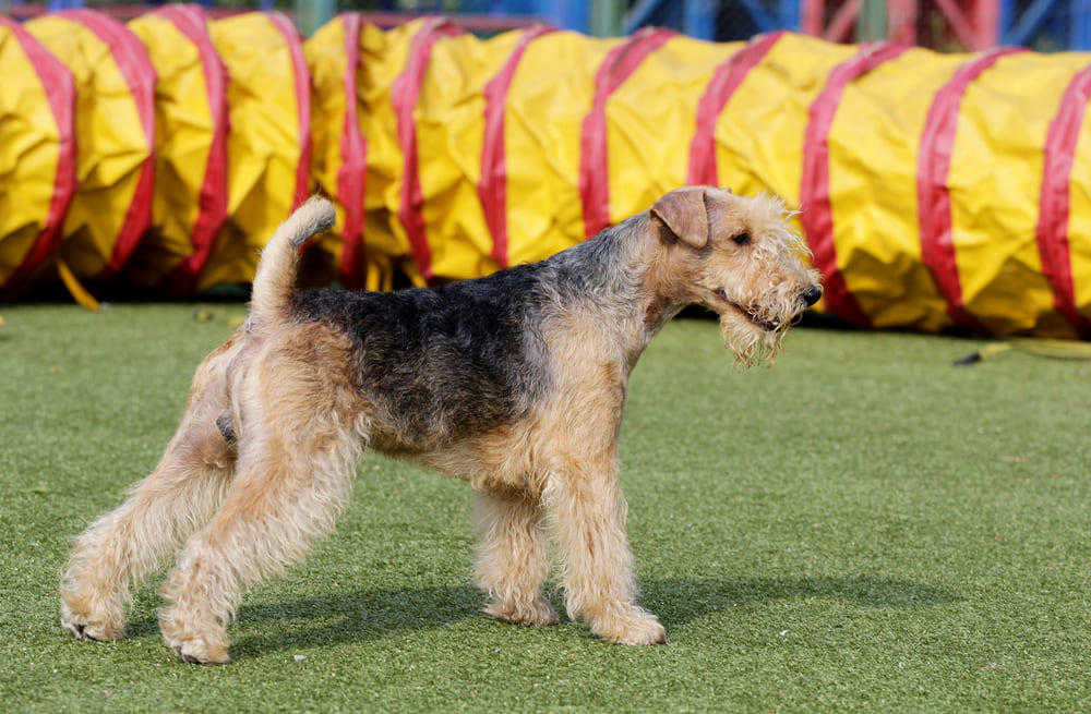 Лейкленд-терьер на спортивном мероприятии
