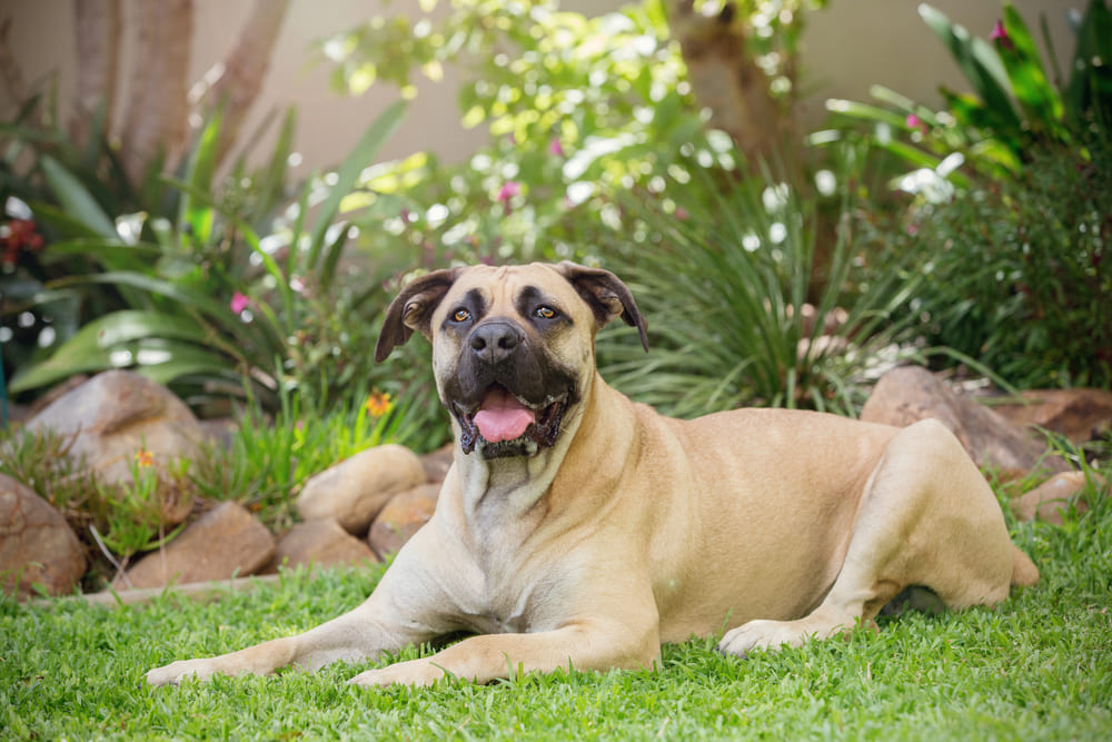 Щенок бурбуля