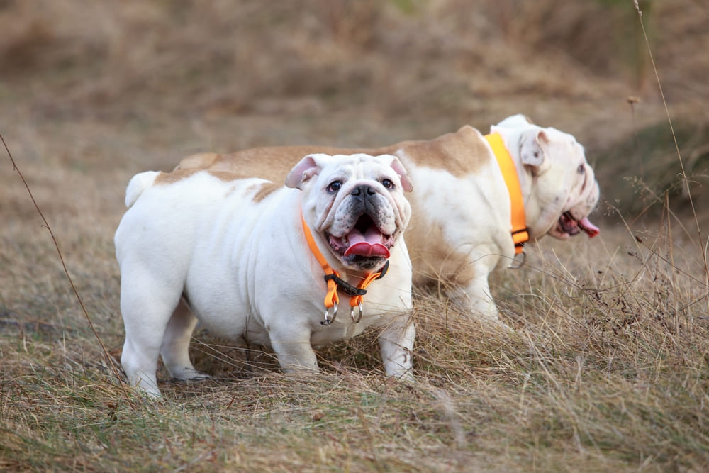 Для чего выведен английский бульдог?