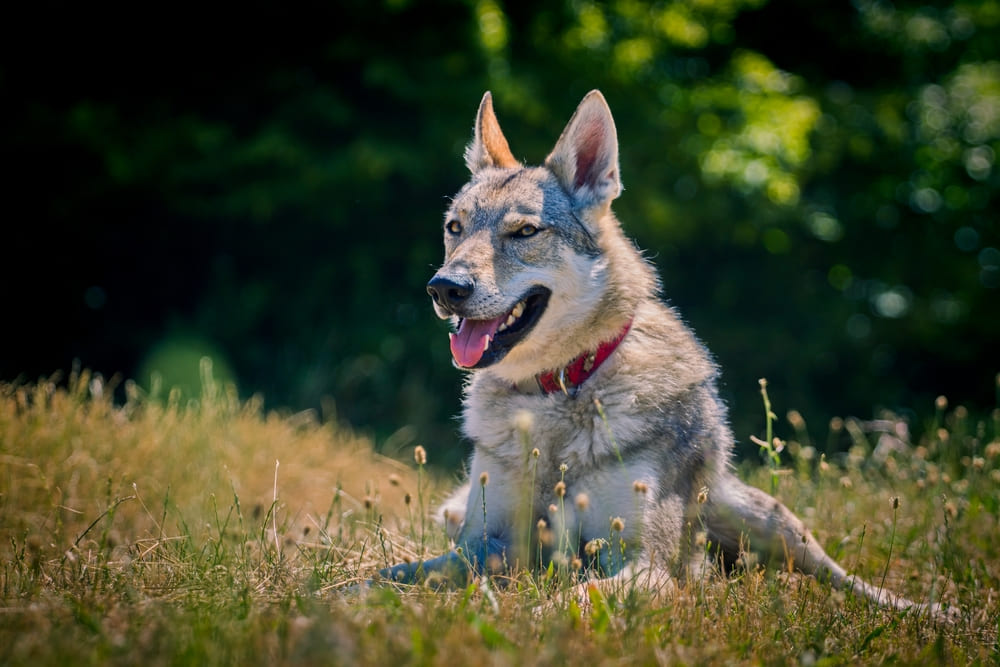 Чехословацкая волчья собака на прогулке