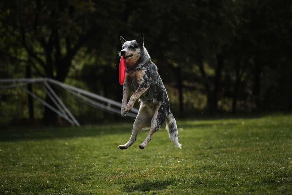Австралийская пастушья собака играет в фрисби