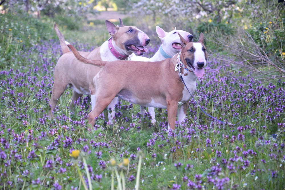 Три бультерьера на поляне