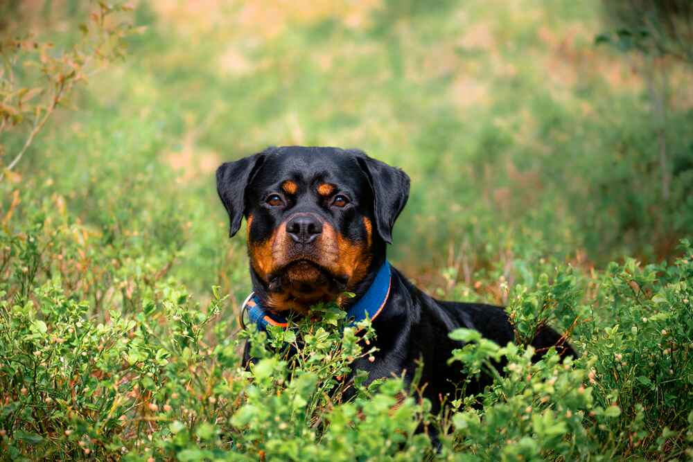 Ротвейлер в траве