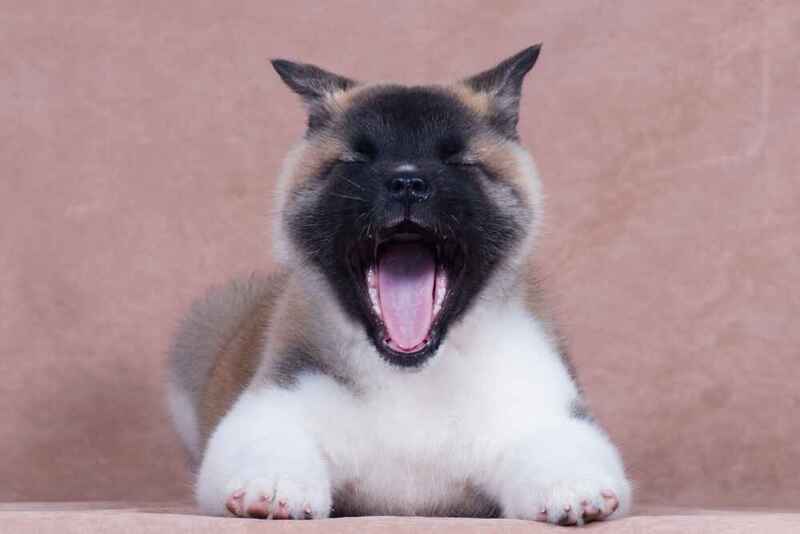 Щенок акиты зевает