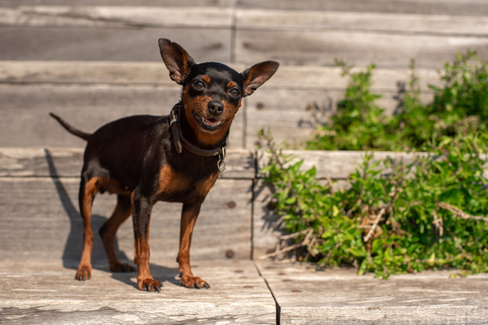 Русский той сидит