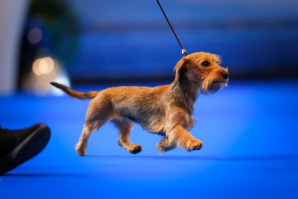 Особенности породы такса описаны в стандарте