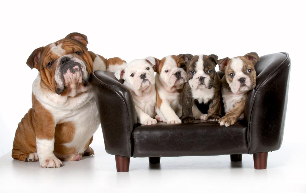 Сколько щенков может родить собака: определение количества щенят