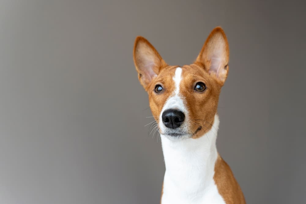 Это собака басенджи