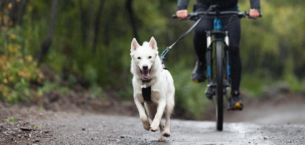 Байкджоринг: основы дисциплины с собакой и велосипедом