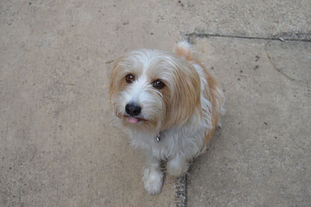 Грустный кромфорлендер