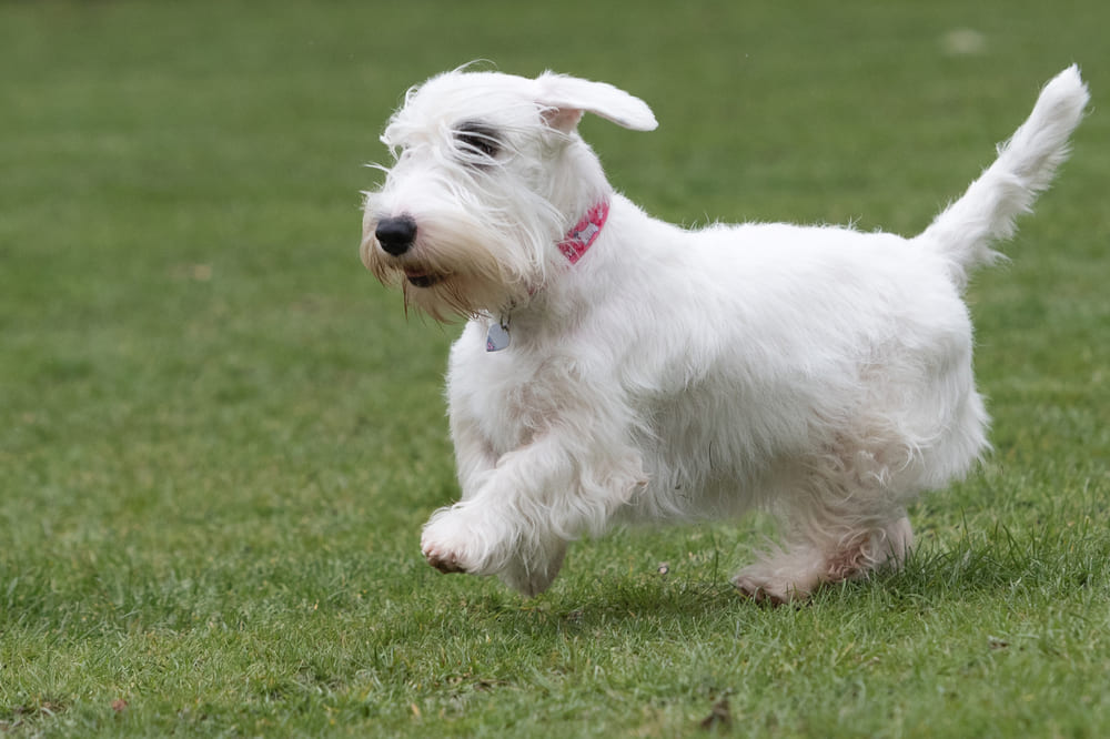 Собака породы силихем-терьер